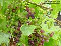 2007-0818grapes
